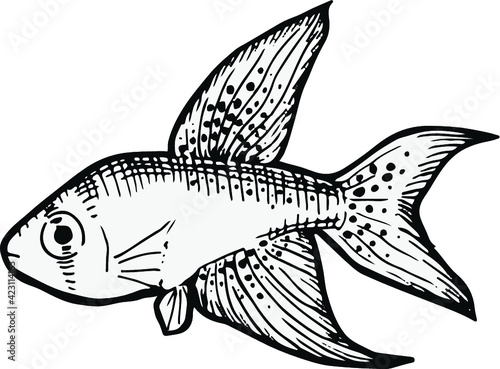 卵生メダカ