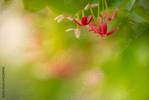 Closeup of red and pink flower on blurred green background using as background natural plants landscape, ecology wallpaper page concept.