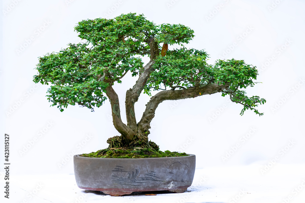 Bonsai tree isolated on white background in a pot plant with many different unique shapes symbolizing an abstraction in the life that humans must overcome to survive Bonsai tree isolated on white background in a pot plant with many different unique shapes symbolizing an abstraction in the life that humans must overcome to survive
