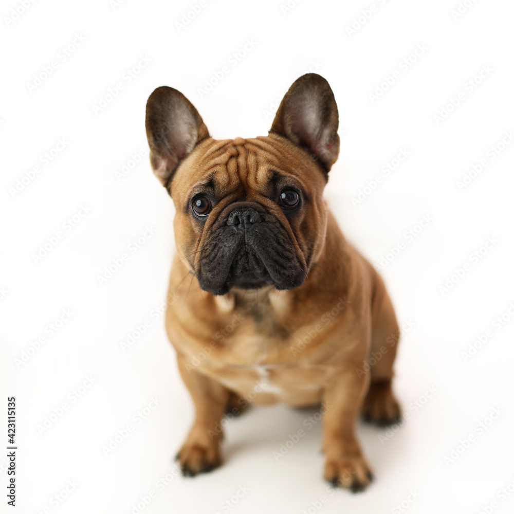 french bulldog puppy isolated on white french bulldog puppy isolated on white