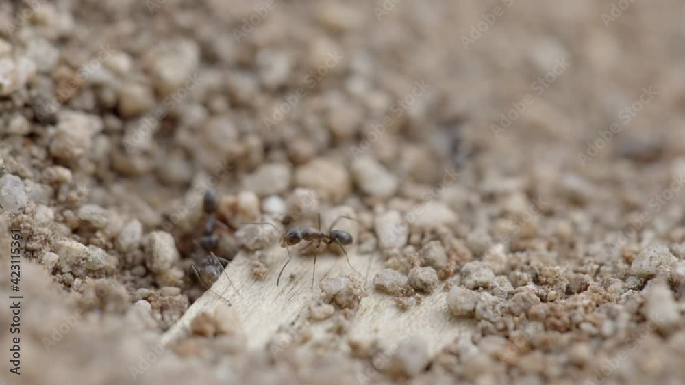 Argentine Ant aka Linepithema Humile on Desert Ground, Macro Close Up Argentine Ant aka Linepithema Humile on Desert Ground, Macro Close Up