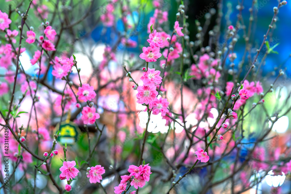 Cherry blossoms in spring sunshine flamboyance in the garden, flowers typical cold countries and usually blooming in spring, flowers are dying so people are kept indoors during the Lunar New Year.