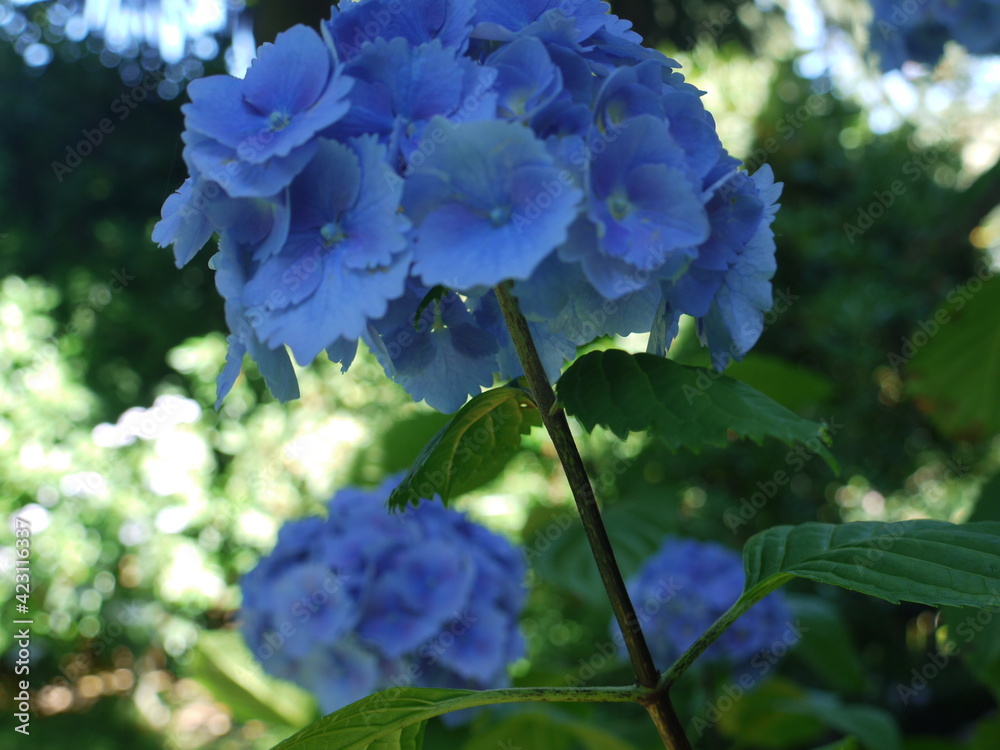 hydrangea dark hydrangea dark
