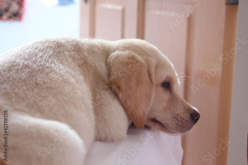 White Labrador puppies sleep on white mattresses