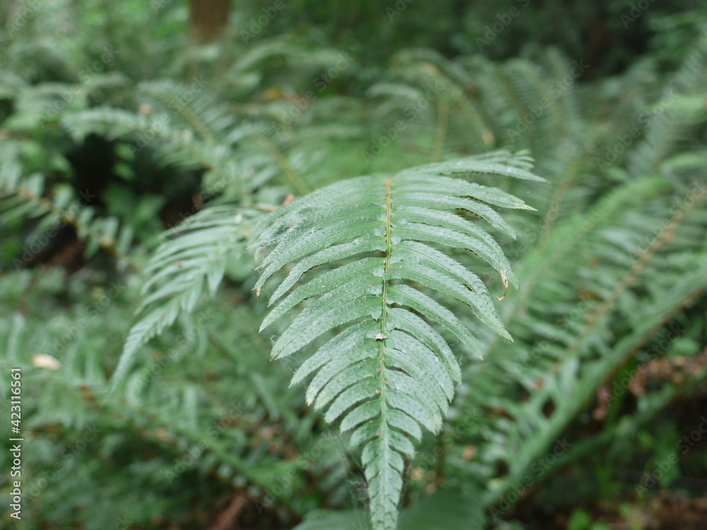 fern 