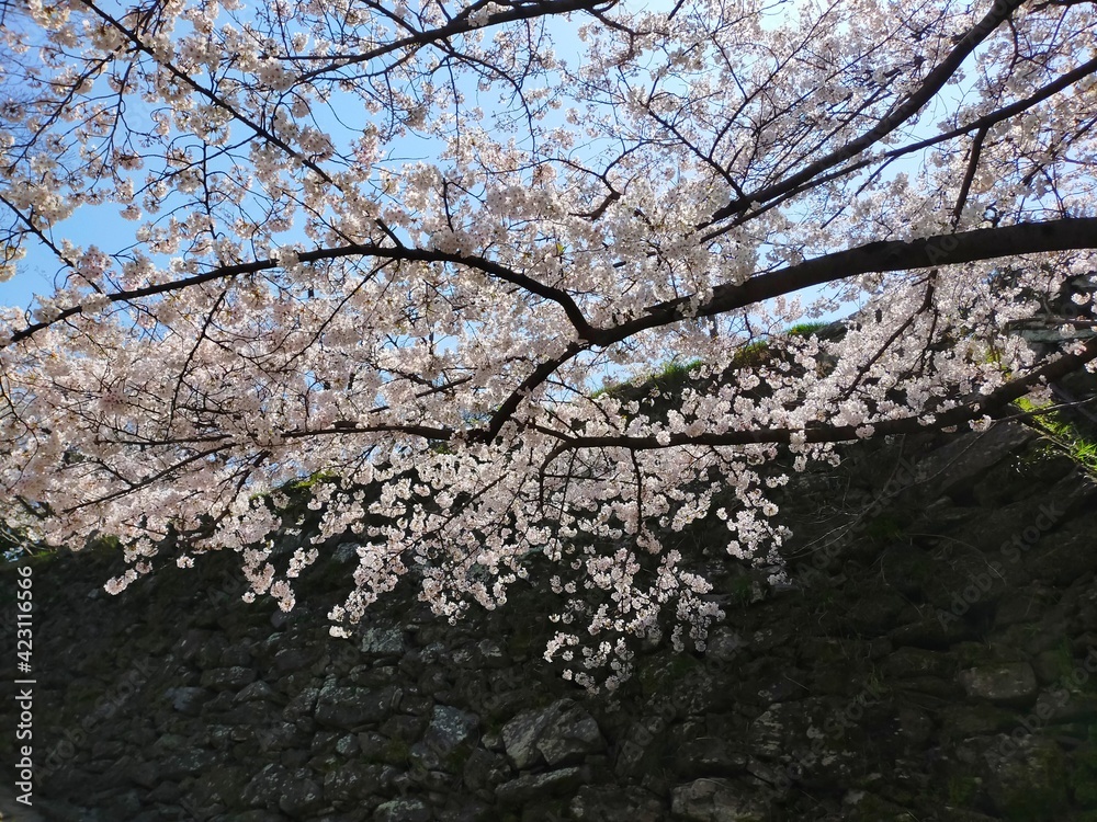 史跡和歌山城の石垣を背景にした満開の桜(ソメイヨシノ)の花の春の風景(コピースペースあり) 史跡和歌山城の石垣を背景にした満開の桜(ソメイヨシノ)の花の春の風景(コピースペースあり)