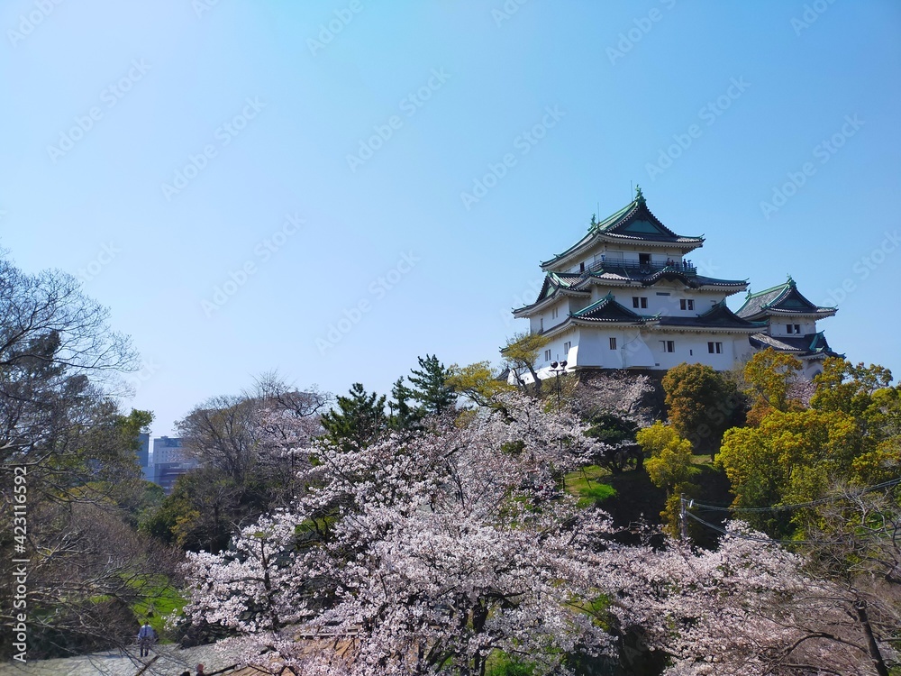 快晴の青空と史跡和歌山城を背景にした桜(ソメイヨシノ）の花がある春の風景(コピースペースあり)