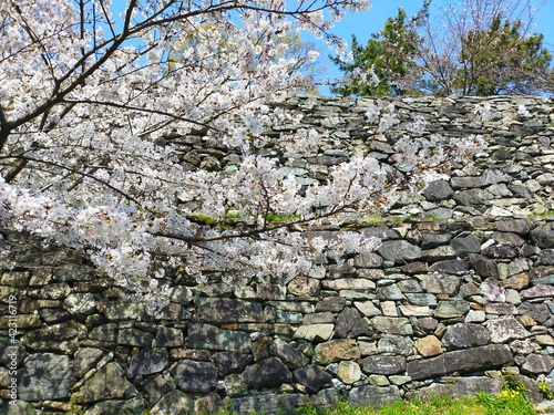 史跡和歌山城の石垣を背景にした満開の桜(ソメイヨシノ)の花の春の風景(コピースペースあり)