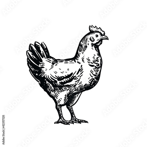 chicken breeding. animal husbandry. livestock. vector sketch on a white background
