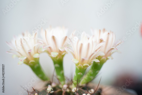 Close up cactus on flowers.