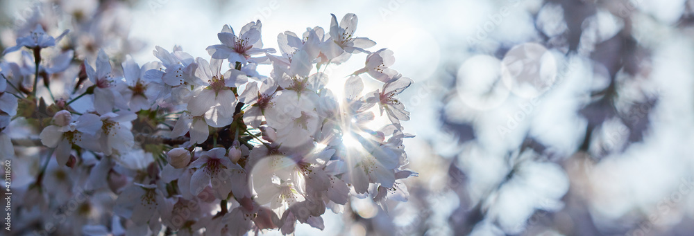 ワイド幅撮影した春の満開の桜の花の風景