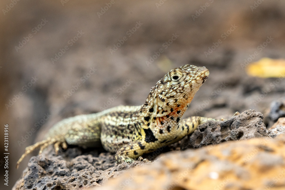Endemic Lava Lizard in Santa Cruz, Galapagos