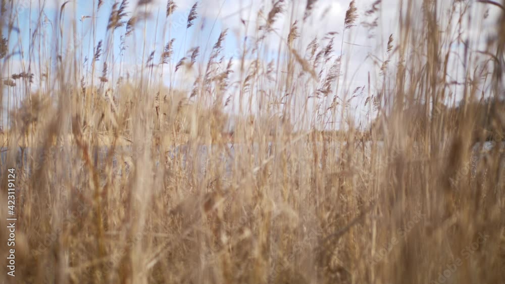 View through dry reeds to a lake in slowmotion View through dry reeds to a lake in slowmotion
