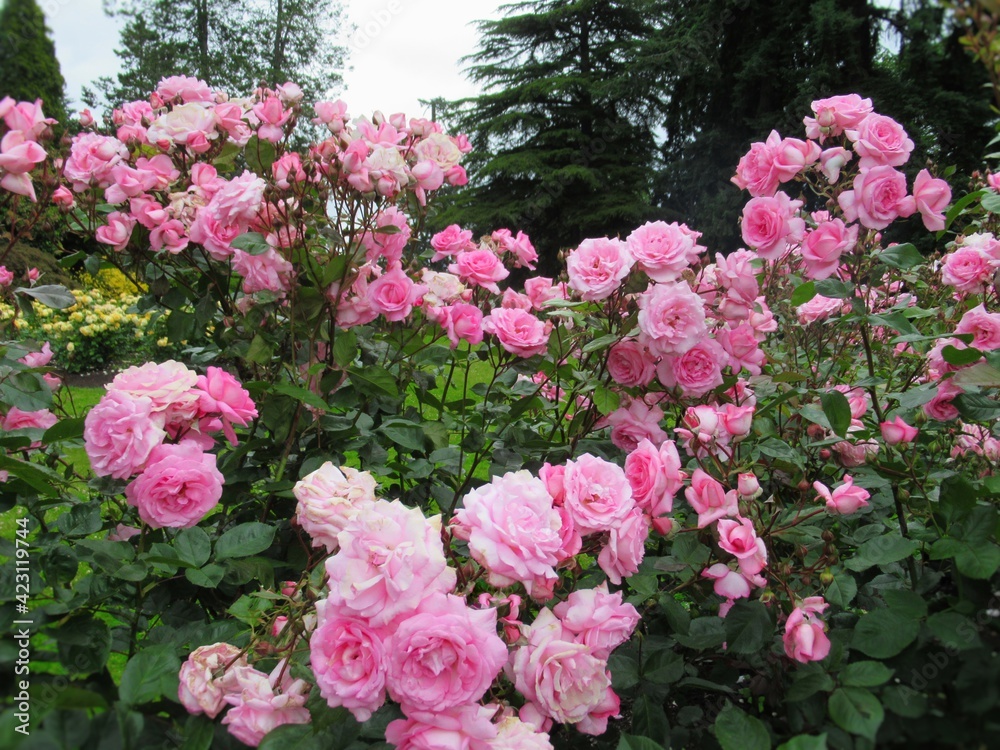 Pretty Bright Pink rose Flowers bloom in a rose garden Pretty Bright Pink rose Flowers bloom in a rose garden