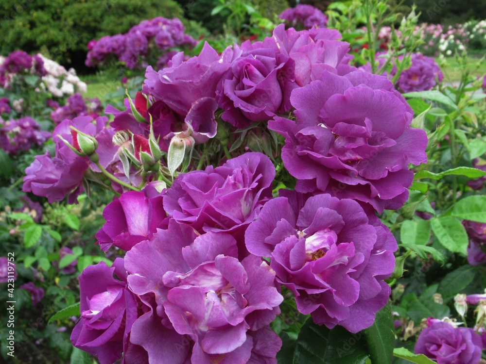 Pretty Bright Closeup Purple Roses Bloom  in A Rose Garden