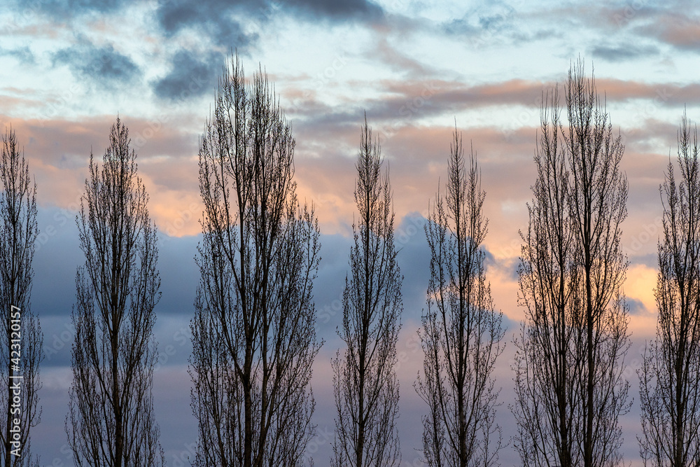 Silhouettes of trees and tree branches against the sky during sunrise in the Spring in a garden in Oregon Silhouettes of trees and tree branches against the sky during sunrise in the Spring in a garden in Oregon