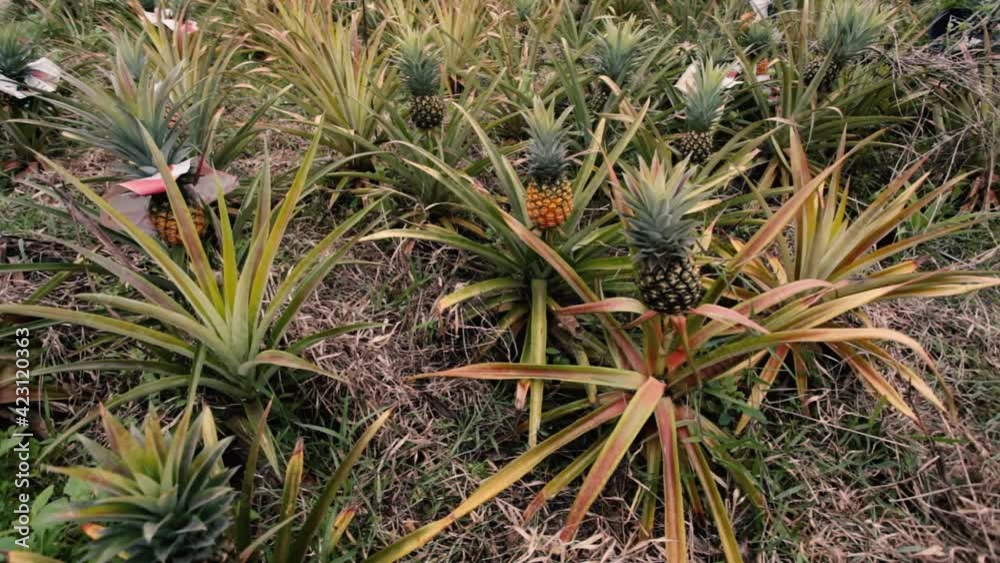 this pic show the pineapple fruit in the garden, it's a tropical fruit this pic show the pineapple fruit in the garden, it's a tropical fruit