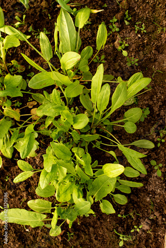 Wallpaper Mural young sorrel leaves grow from fertile soil in a greenhouse. Spring planting concept. Torontodigital.ca