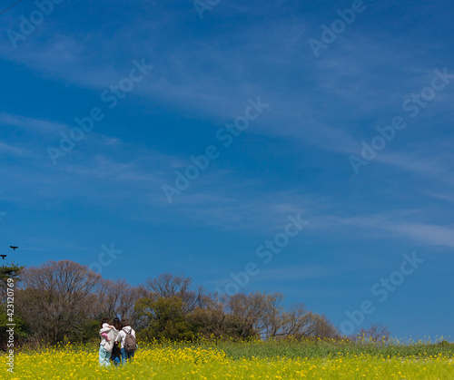 Fototapeta Naklejka Na Ścianę i Meble -  春の満開の菜の花の畑で散歩している人々の観光客の姿