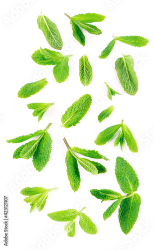 Fresh mint leaves on the white background