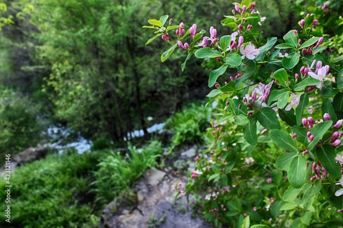  forest with a river and flowers