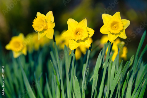 Fototapeta Naklejka Na Ścianę i Meble -  Daffodils in a garden in the Spring