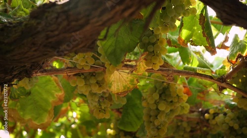 Travelling of white wine grapes hangig with beautiful lens flare in Galicia, Spain photo