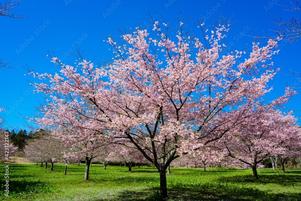 長湯温泉の大漁桜 長湯温泉の大漁桜