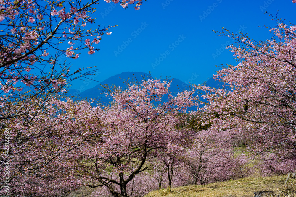 長湯温泉の大漁桜 長湯温泉の大漁桜