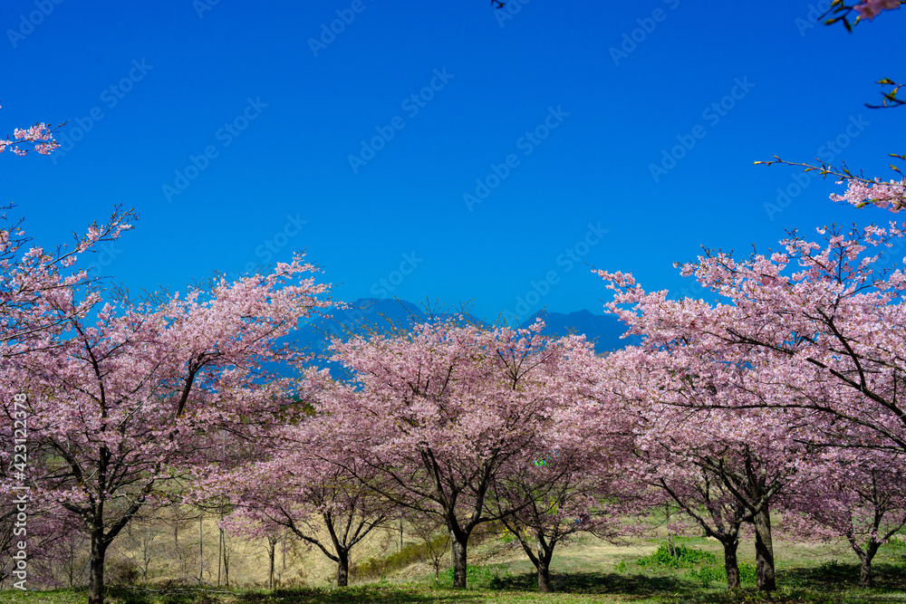 Naklejka premium 長湯温泉の大漁桜