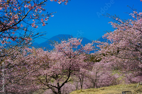Wallpaper Mural 長湯温泉の大漁桜 Torontodigital.ca