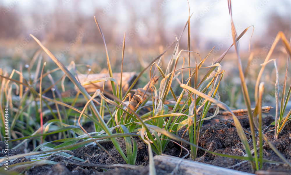 Wheat bushes with frozen leaves in spring. Wheat bushes with frozen leaves in spring.