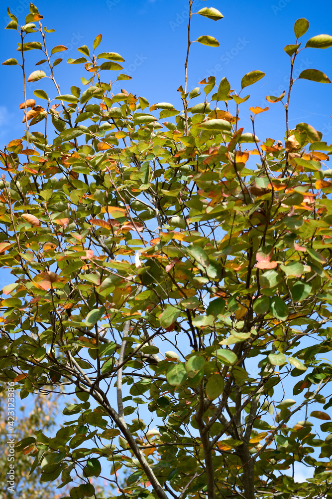 京都の植物園の情景
