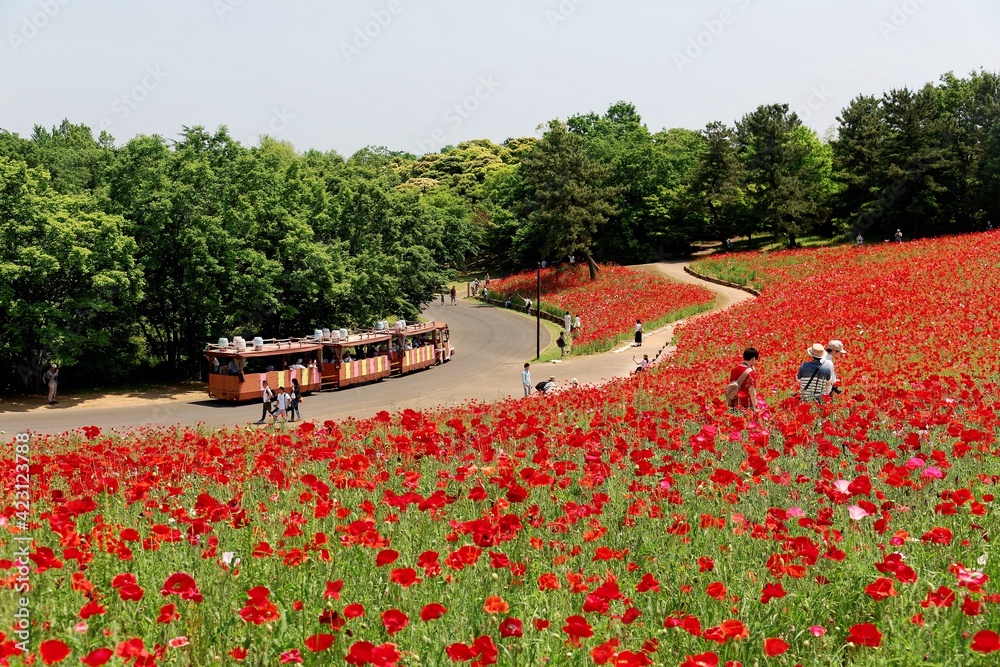 Scenery of a beautiful Shirley Poppy flower field in Showa Kinen Koen (Memorial Park), Tokyo, Japan, with a park train passing by and tourists walking in the garden on a bright sunny day