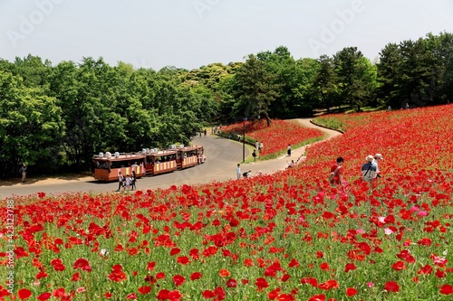 Scenery of a beautiful Shirley Poppy flower field in Showa Kinen Koen (Memorial Park), Tokyo, Japan, with a park train passing by and tourists walking in the garden on a bright sunny day