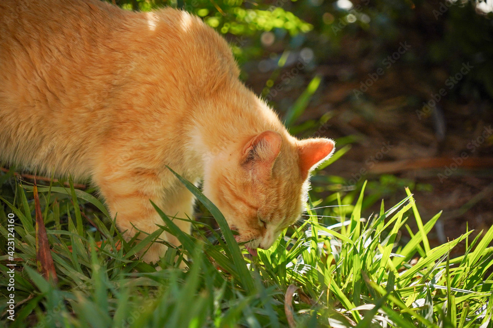 beautiful yellow cat eating grass
