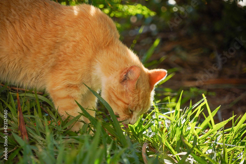 beautiful yellow cat eating grass © Ana