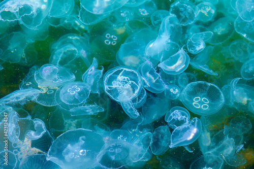 Jellyfish extract (Mucin jellyfish)