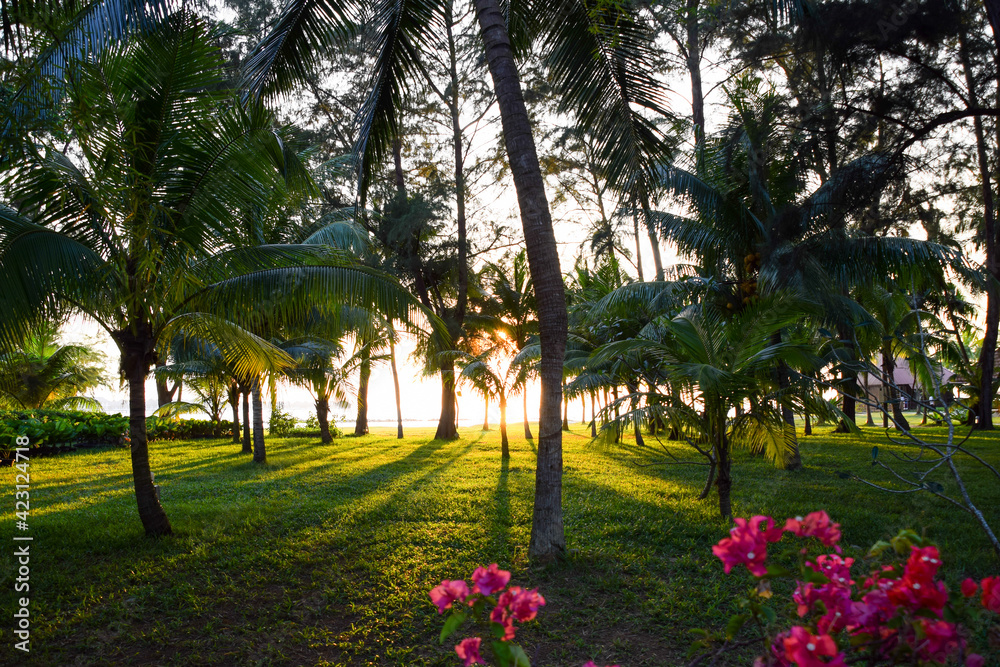 Sunlight through the landscape shadowed by coconut trees in Bagan Lalang beach, Selangor, Malaysia during sunset.