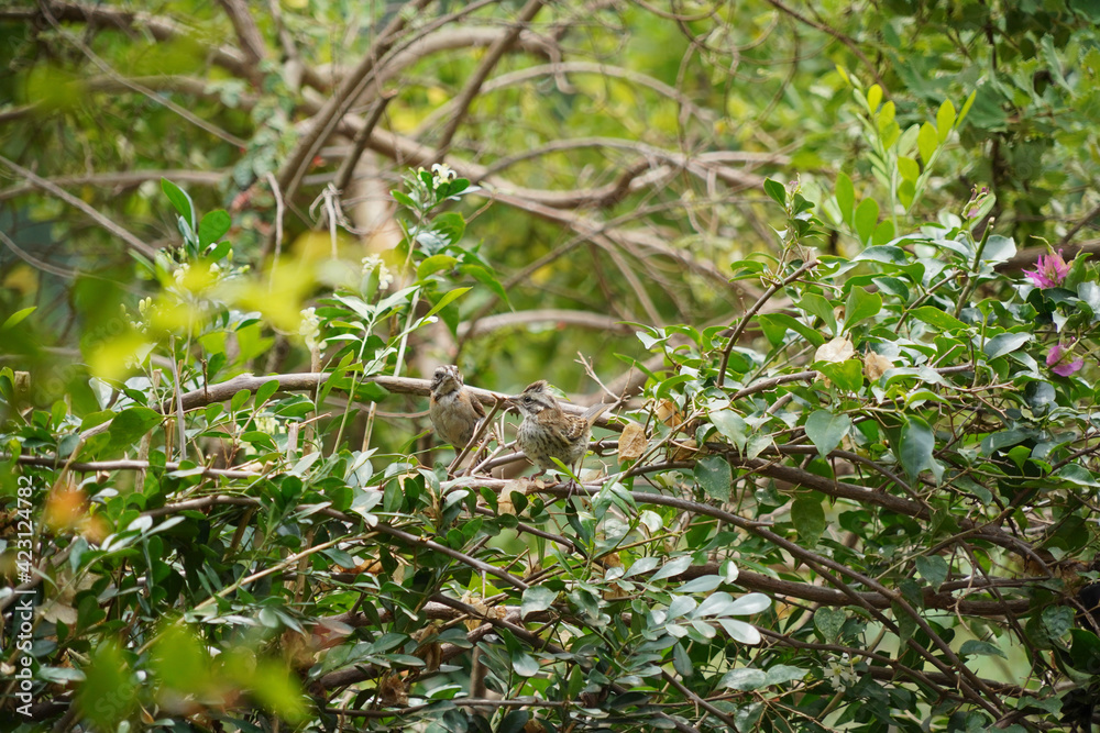 Rufous-collared Sparrow bird on a branch Rufous-collared Sparrow bird on a branch