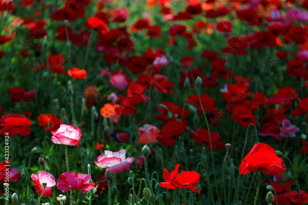 A beautiful field of abundant Shirley Poppy flowers blooming vibrantly on a bright sunny day in Showa Memorial Park, Tokyo, Japan ( Light & shade contrast, shallow focus & blurred background effect )