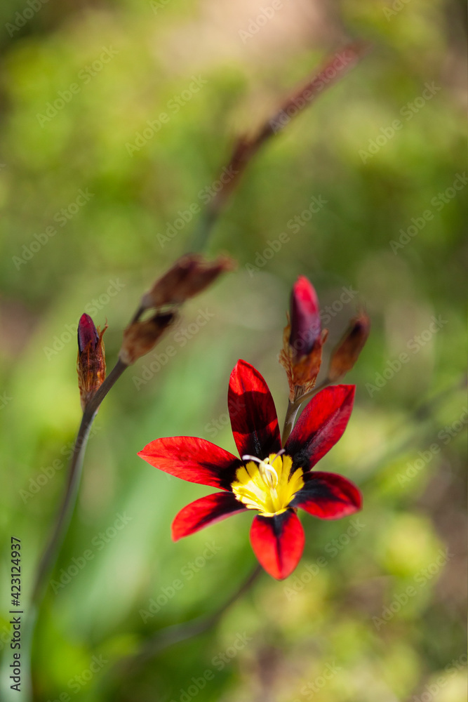Fototapeta premium Blossoming Spring