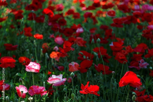 A beautiful field of abundant Shirley Poppy flowers blooming vibrantly on a bright sunny day in Showa Memorial Park  Tokyo  Japan   Light   shade contrast  shallow focus   blurred background effect  