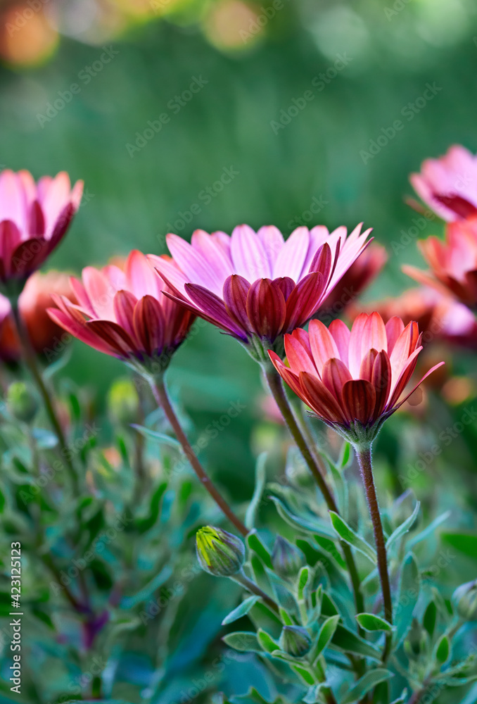 Spring Flowers Spring Flowers