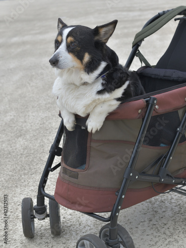 Black corgi dog on a dog cart