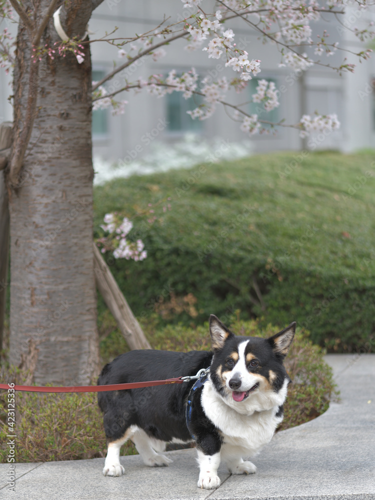 Fototapeta premium A black corgi dog walking along the cherry blossom road