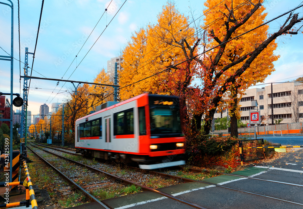 A tramcar travels on the tracks of Toden Arakawa Line by a row of Ginkgo trees ( Gingko, Maidenhair) with leaves turning into golden color in the beautiful autumn season in Tokyo, Japan