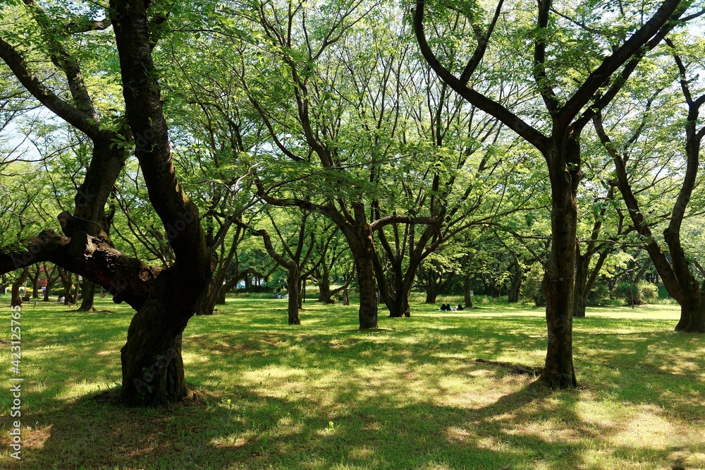 Beautiful scenery of a forest in Showa Kinen Koen (Showa Memorial Park ) with lush greenery and comfortable shade under the summer sun, in Tokyo, Japan ~ Scenic view of a shady forest in an urban park Beautiful scenery of a forest in Showa Kinen Koen (Showa Memorial Park ) with lush greenery and comfortable shade under the summer sun, in Tokyo, Japan ~ Scenic view of a shady forest in an urban park