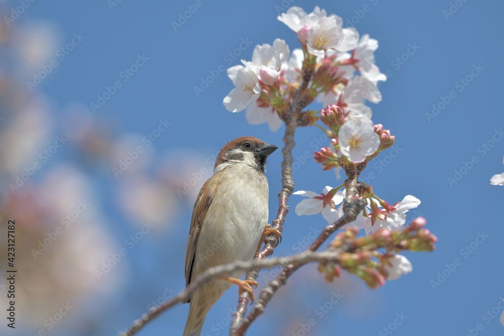 Blue sky, cherry blossoms and sparrows Blue sky, cherry blossoms and sparrows