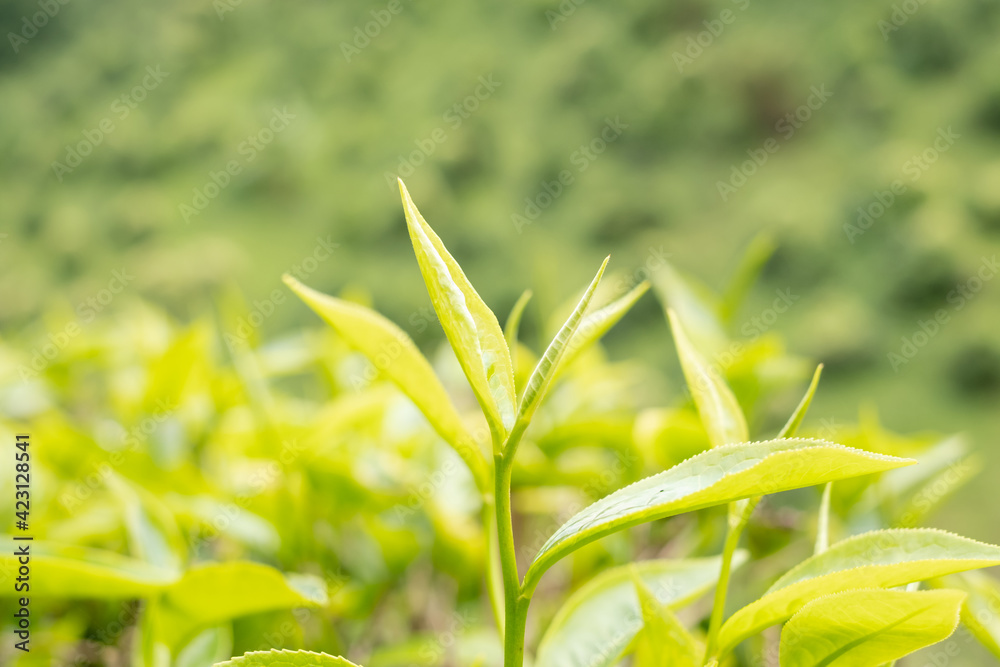 Top tea leaves, natural products, are ingredients in making beverages. Selected fresh tea leaves in tea plantations Top tea leaves, natural products, are ingredients in making beverages. Selected fresh tea leaves in tea plantations